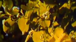 Архив ГТРК "Кузбасс". Липа-сибирячка (1987)