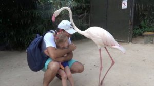 ВЛОГ для детей： На нас напал смешной фламинго в зоопарк