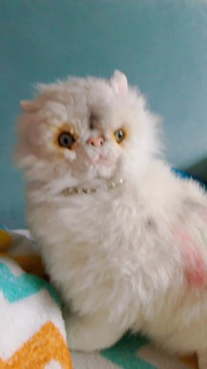 басики выступают в школе