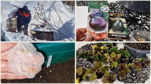 Малость передержали. Сею Перец Баклажаны. Рассадила Колеусы.