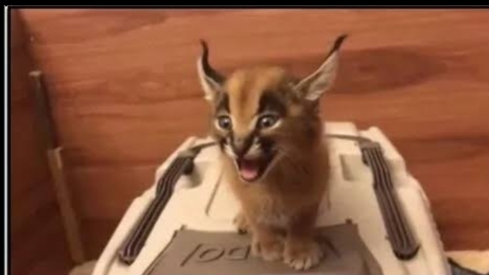 Прохожу улей !!! Финал игры !!! или сба 14