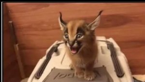 Прохожу улей !!! Финал игры !!! или сба 14