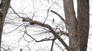 К ЛОГИЧЕСКОМУ ЗАВЕРШЕНИЮ