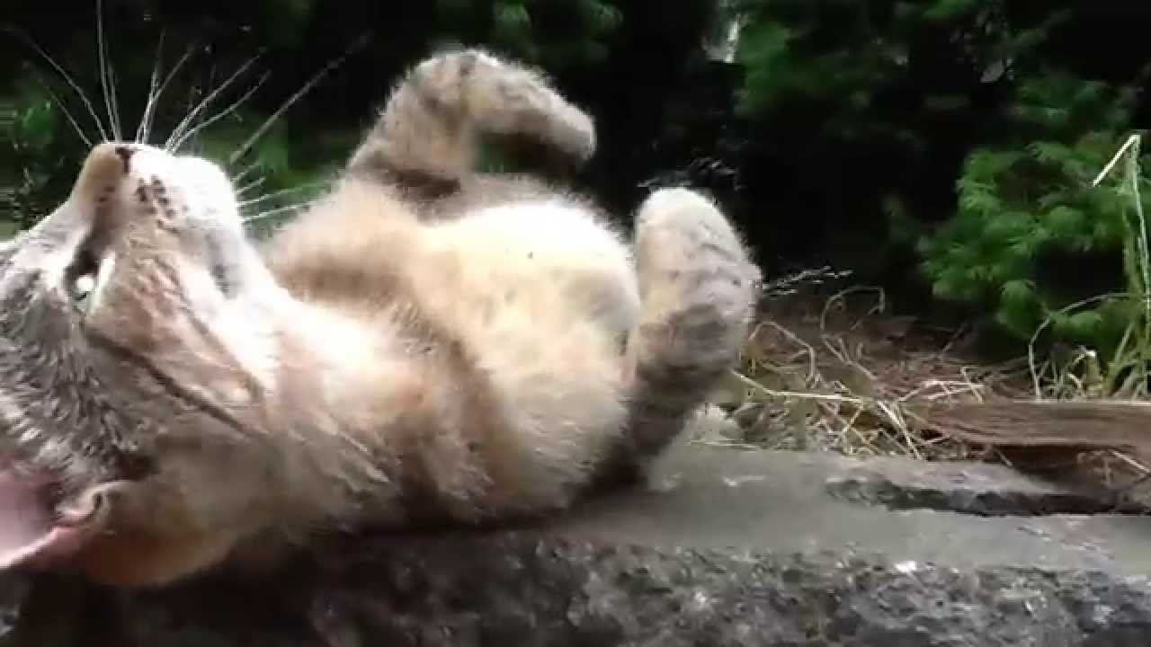 Котик из Питерской автомастерской.