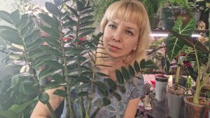 Растения на продажу. Расхламляю цветочные полки