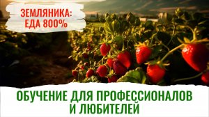 Как перестать химичить и начать выращивать самую вкусную землянику