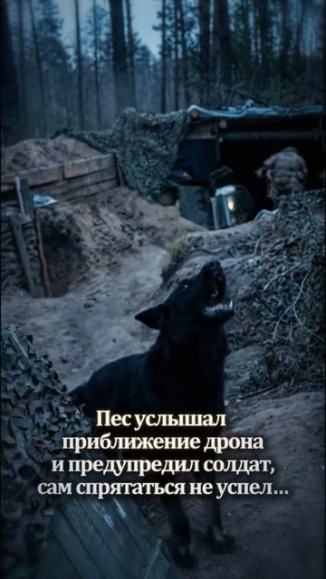 Младшие помощники на фронте, которые ушли  #news #новости