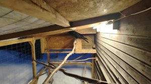 Ворон Гриша 26 февраля, с праздником