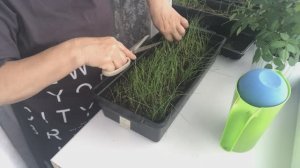 Обрезаю и прореживаю лук. Учим уроки. Экскурсия Поезд победы.