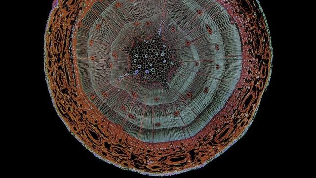 «HDR‑взрыв деталей: макро‑эксперимент» смотреть онлайн