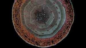 «HDR‑взрыв деталей: макро‑эксперимент»