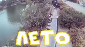 ОЗЕРО И ГОЛУБИ