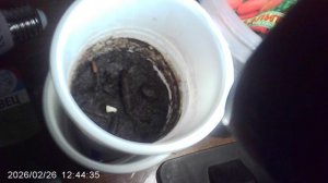 Первый всход кабачка "Чёрный красавец"