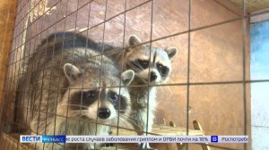 Вспышки бешенства: кузбассовцам рассказали, как уберечь себя от страшной инфекции