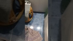 Купаем тигрёнка и тузика))))