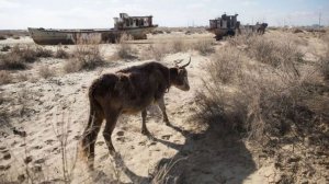 Почему на самом деле пересохло Аральское море