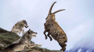 Эти ВОЛКИ охотятся в ГОРАХ! Бесстрашные хозяева Альп.