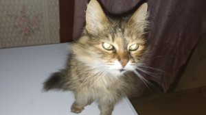 Деревенские будни//Привезли зерно//На Дону дожди//Решаю вопрос с козлятами.