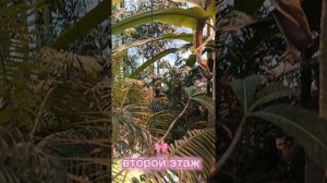 аптекарский огород 🌱🌿🌵🌾