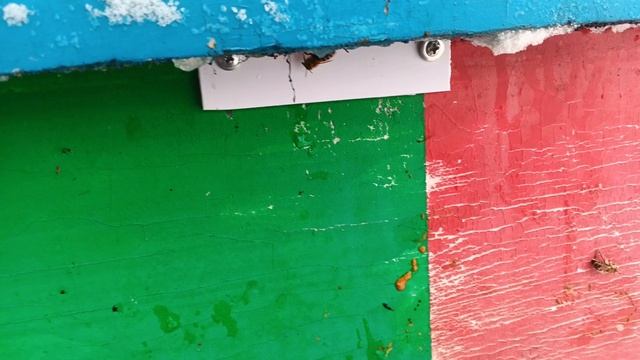 26.02.26. Пасека в сугробах, ищу пчел под снегом!!! смотреть онлайн