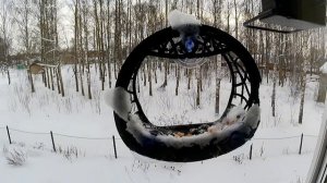 Птички 21.02.2026