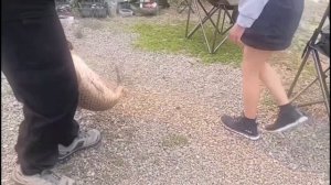 Всё Ок!(авторская)