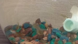 мои питомцы