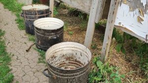 Первый выпас Мира - Дизеля! Сажаю голубику.