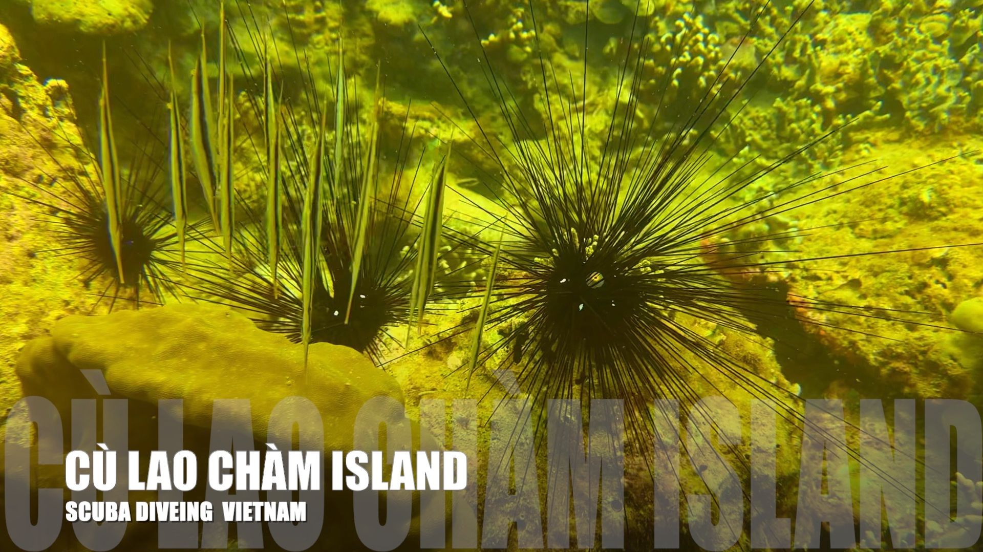 Дайвинг на Cù Lao Chàm 🌴 | Дружелюбная команда и атмосфера острова во Вьетнаме