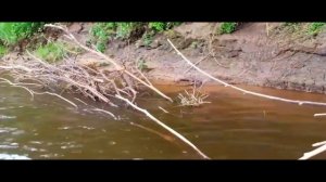 поездка за воблерами ЧАСТЬ 66