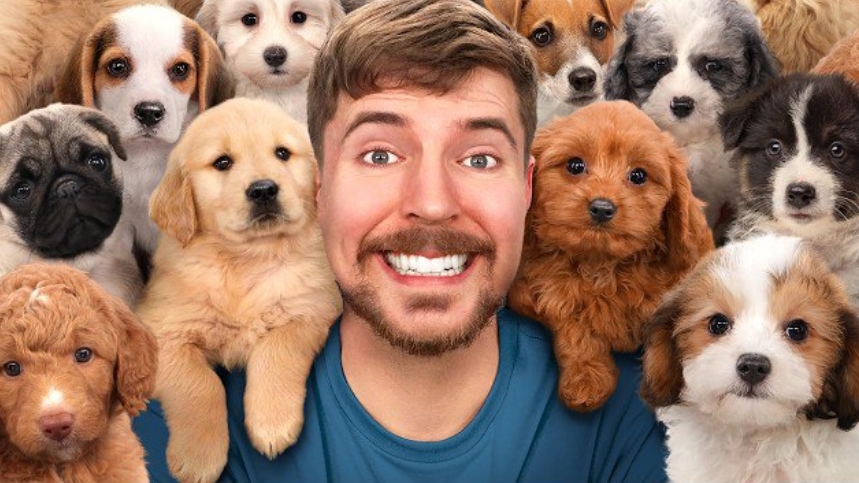 Я приютил 100 собак. Мистер Бист.