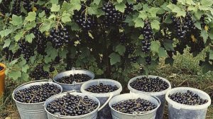 Смородины будет море как у бабушки в деревне собирать устанете! Вот 10 секретов для большого урожая.