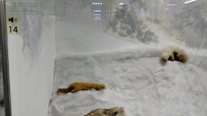 ПРОСТАЯ ЖИЗНЬ 45// ПОСЕТИЛИ КРАЕВЕДЧЕСКИЙ МУЗЕЙ В КУРГАНЕ//РЕАЛЬНАЯ ЖИЗНЬ