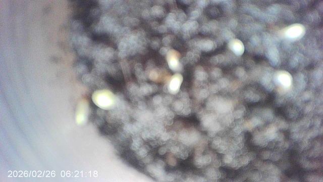 Обзор: взошли посаженные неделю назад ТОМАТЫ - ОЛЯ Ф1