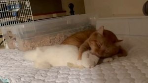 Здесь вы видите двух альфа-самцов на пике своего доминирования