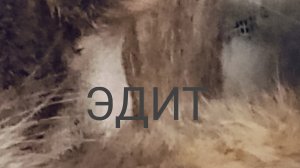 эдит с кошкай