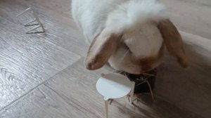 принцесса Бусинка