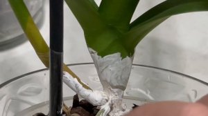 Продолжаю спасение гниющей орхидеи