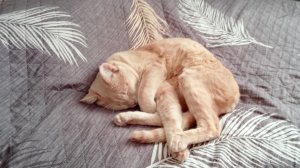 Показал своего кота!(2)