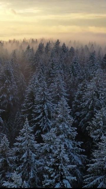 Магия заснеженного леса. Эстетика зимнего спокойствия. смотреть онлайн