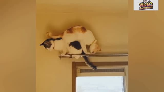 Самые смешные видео кошек и собак