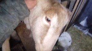 26-02-2026 Получился у меня брак / Белка не хочет к Николаше в гости / а я пошла.