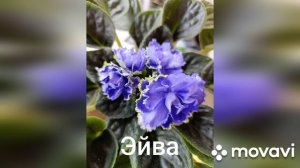 Фиалки- отбор лучших, пышноцветущих, не прихотливых сортов- оставляю в коллекции.