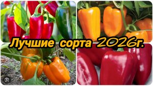 КАКИЕ СОРТА ПЕРЦА 🌶️🫑 ПОСАДИЛА В СЕЗОНЕ 2026г. ☝️