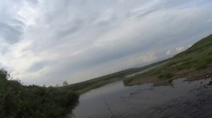 тундра, речка и выход хариуса)