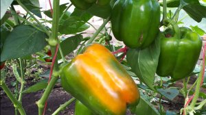 2227.  Вот и всходят перцы и цветы.ВПЛ.