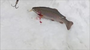 Дневные поимки форели на актив. Ратлины и "трупик". Спорт-зона. Клёвое место Лосиный остров.