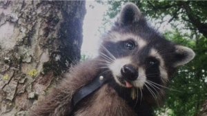 Сегодня я был в гостях у енотов!