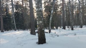 Солнечный лес: мини-история про охранника и братков Карамазовых 🤣. -23 °C. Жизнь в мороз другая