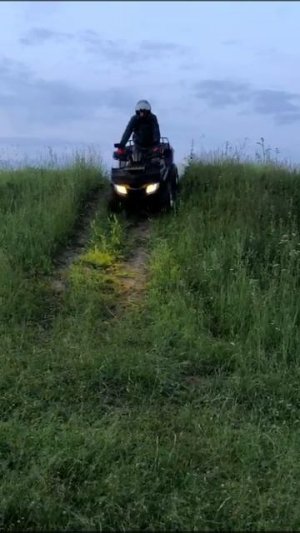 Якота рулит